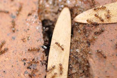 Argentine Ant Removal Argentine Ant Removal