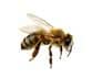 Bee Removal & Relocation
