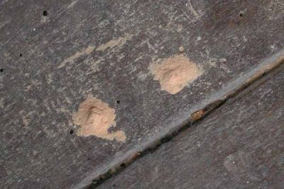 Borer Beetle Removal Service Borer Beetle Removal Service
