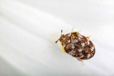 Carpet Beetle Treatment Carpet Beetle Treatment