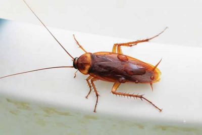 Cockroach Treatment Cockroach Treatment