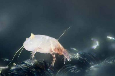 Dust Mite Treatment Dust Mite Treatment