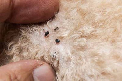 Flea Removal Service Flea Removal Service