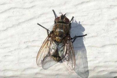 Fly Removal Service Fly Removal Service