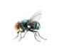 Fly Removal
