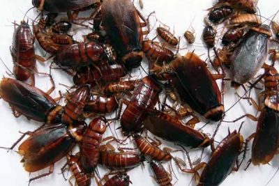 Get Rid Of Cockroaches Get Rid Of Cockroaches