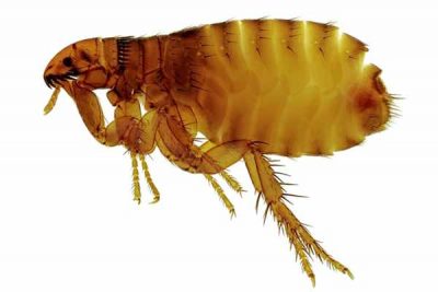 Get Rid Of Fleas Get Rid Of Fleas