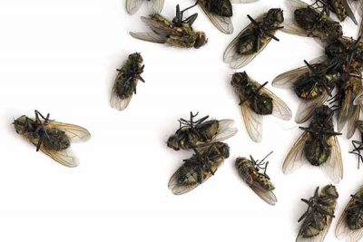 Get Rid Of Flies Get Rid Of Flies