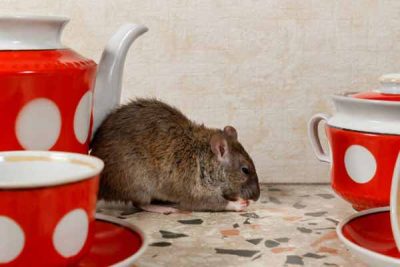 Get Rid Of Rats Get Rid Of Rats