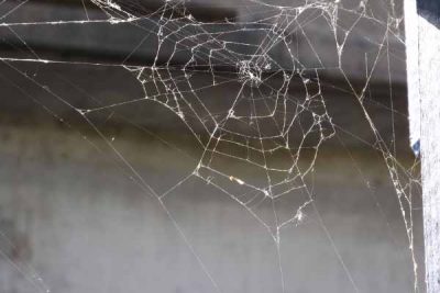 Get Rid Of Spiders Get Rid Of Spiders