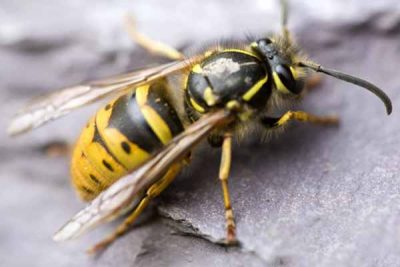 Get Rid Of Wasps Get Rid Of Wasps