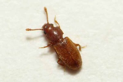 Grain Beetle Treatment Grain Beetle Treatment