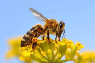 Honeybee Removal Service Honeybee Removal Service