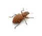 Pantry Pest Removal
