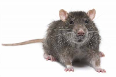 Rat Eradication Rat Eradication