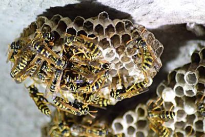 Wasp Nest Removal Wasp Nest Removal