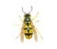 Wasp Removal