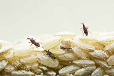 Weevil Treatment Treatment Weevil Treatment Treatment