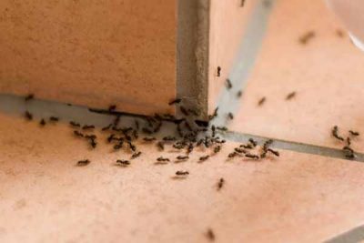 White Footed Ant Removal White Footed Ant Removal