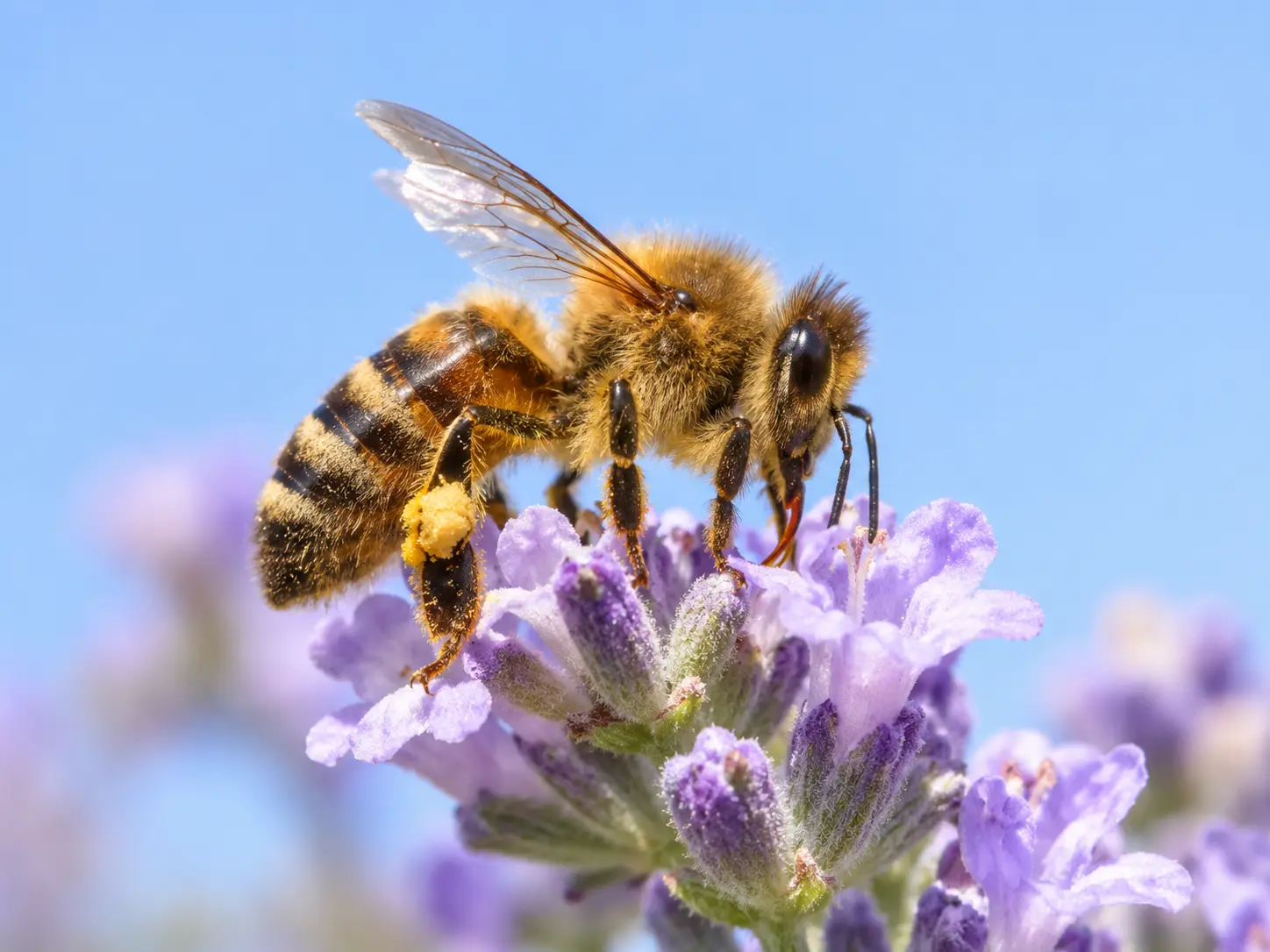 Honeybee-on-Lavender-Blossom Honeybee Removal Service